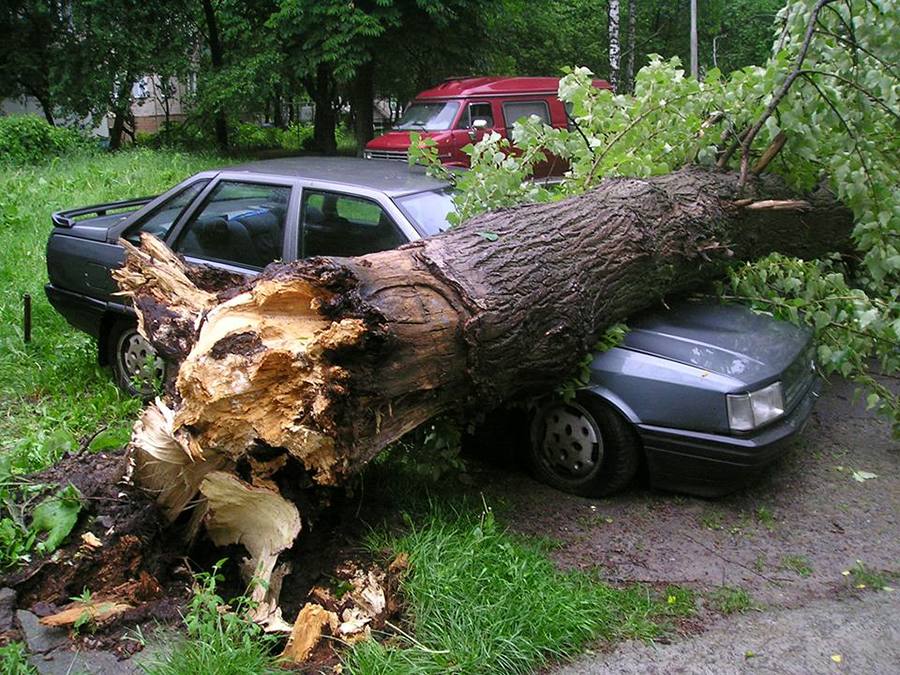 Дерево упало на автомобиль