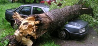 С кого требовать возмещение ущерба, если на машину упало дерево?
